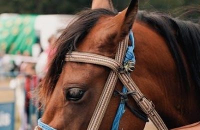 horse bit guide