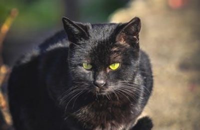 cat cj1000dcp manual